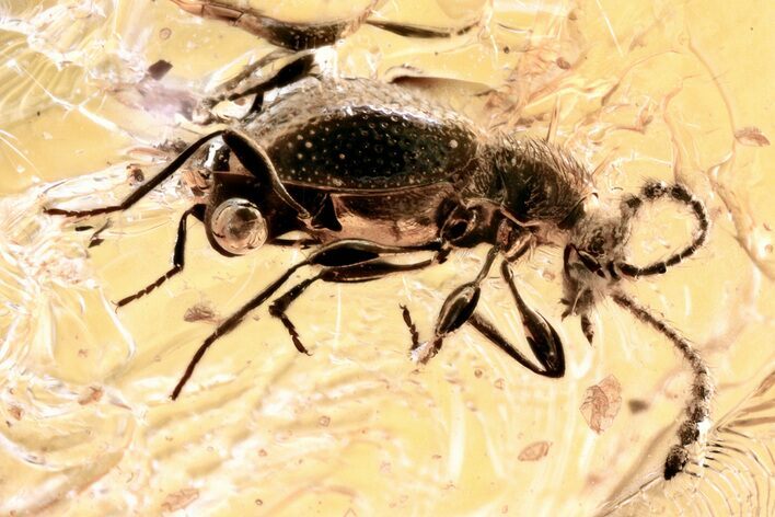 Fossil Ant-Like Stone Beetle (Scydmaeninae) in Baltic Amber #357772